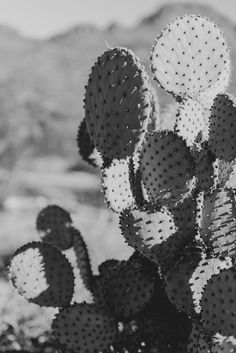 a black and white photo of a cactus