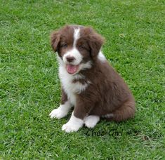 a brown and white puppy sitting in the grass