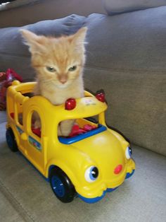 an orange cat sitting in the back of a toy car on top of a couch