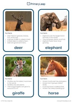 This set of flashcards includes colourful photographs of herbivores that include: deer, elephant, giraffe, horse, rabbit, hippopotamus, kangaroo, and cow. Animal Facts For Kids, Chicken Life Cycle, Nature Lessons, Elephant Facts, April Activities, Montessori Lessons, Montessori Art, Fun Facts About Animals