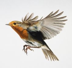 a small bird flying through the air with it's wings spread out and outstretched