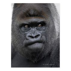 a close up of a gorilla's face with one eye open