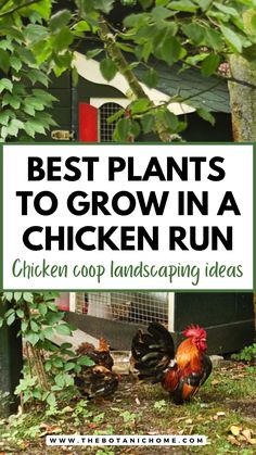 plants for chickens in a chicken run with urban and backyard chickens Landscaping With Chickens, Vines To Grow On Chicken Coop, Safe Plants For Chickens, Flowers For Chickens To Eat, What To Plant Around Chicken Coop, Best Herbs For Chickens, Chicken Run Shade Ideas, Chicken Coop And Run Ideas Diy, Plants Safe For Chickens