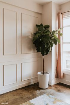 a potted plant sitting on top of a wooden floor in front of a window