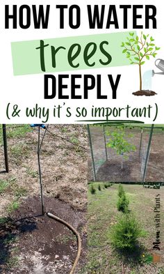 collage of trees being watered with text overlay that reads how to water trees deeply and why its so important Watering Trees Ideas, Tree Irrigation, Irrigation Diy, Tree Seedlings, Living Fence, Gardening Gear, Arbour Day