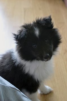 a small black and white dog sitting on top of a wooden floor