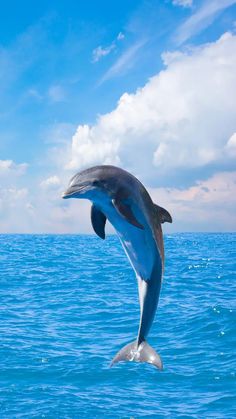 a dolphin is jumping out of the water