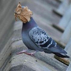 a pigeon is standing on the edge of a building with a piece of paper in it's beak