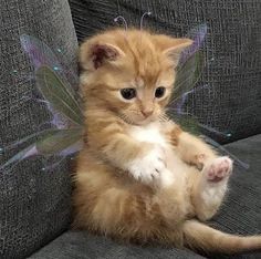 a little kitten sitting on top of a couch with a butterfly wings outfit around its body