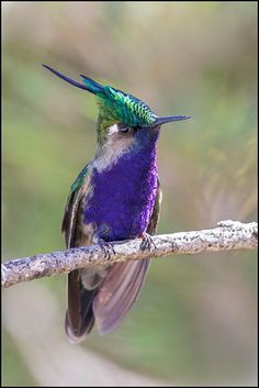 a colorful bird sitting on top of a tree branch with its beak open and head turned to the side