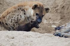 a hyena and her baby in the sand