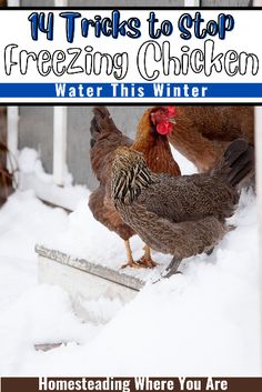 three chickens standing in the snow with text overlay that reads, my tricks to stop freezing chicken water this winter