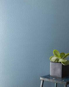 a small potted plant sitting on top of a wooden stool in front of a blue wall