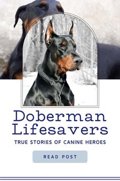 the cover of dobermanan lifesavers true stories of canine heros by read post