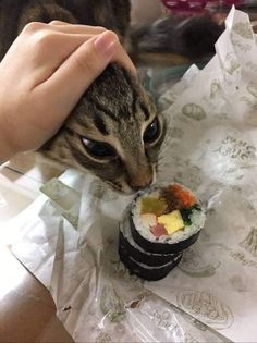 a cat eating sushi from a person's hand on top of a table