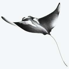 a black and white photo of a manta ray flying in the air with it's tail extended