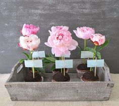 four cupcakes with pink flowers are in a tray