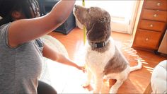 a dog sitting on the floor being petted by a woman in a gray shirt