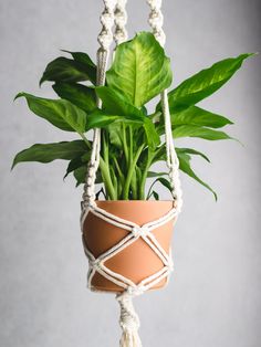 a potted plant hanging from a macrame