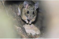 a small rodent standing on top of a tree branch next to a mouse in it's mouth