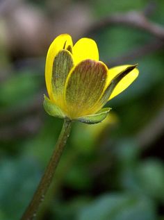 a single yellow flower with green leaves in the backgrouund and blurry background