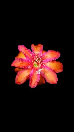 an orange and pink flower on a black background