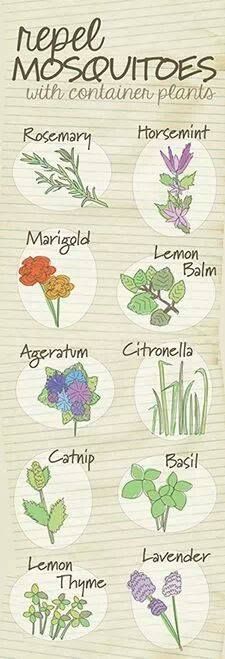 a poster with different types of flowers and plants on it's side, including the names