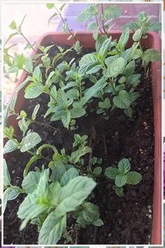 Planting herbs in pots is one of the simplest ways to get started with a home herb garden. In this section, you will learn how to prepare your soil and which herbs will grow best in your area. In the previous article, I mentioned how to prepare the soil by removing old topsoil and adding compost and vermiculite to replace it. There are additional methods to preparing your soil, but these are two of the most effective. Planting Herbs In Pots, Planters For Herbs, Home Herb Garden, Herbs To Grow Indoors, Growing Coriander, Grow Herbs