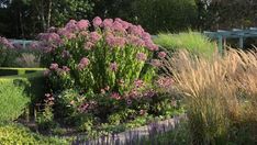 the garden is full of purple flowers and green grass, with tall grasses in the foreground