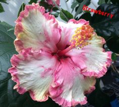 a pink and white flower with yellow stamens on it's middle petale