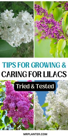 Lilac bush covered in blooms with care instructions Fragrant Flowers