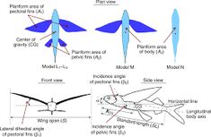 the diagram shows different types of wings