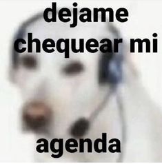 a dog with headphones on its ears and the caption reads, dejame chequear mi agenda