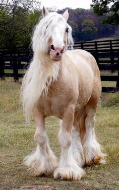 a large white horse standing on top of a grass covered field next to a fence