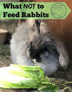 a rabbit eating lettuce with the words what not to feed rabbits on it