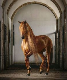 a brown horse standing in an archway with it's front legs spread wide open