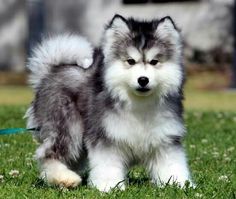 a fluffy dog standing on top of a lush green grass covered field next to a blue and white frisbee