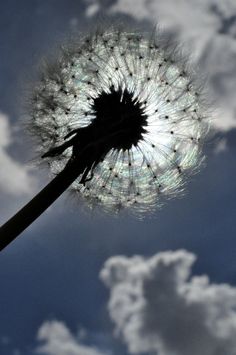 a dandelion blowing in the wind on a cloudy day