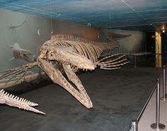 the skeleton of an animal is displayed in a museum