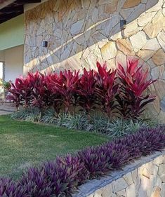 purple flowers are growing in the grass near a stone wall