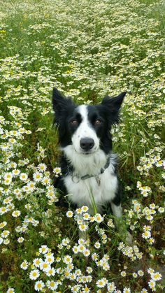 a black and white dog is sitting in the middle of some daisies, looking at the camera