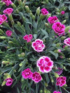 pink and white flowers are blooming in the garden