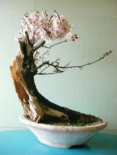 a bonsai tree in a white bowl on a blue table