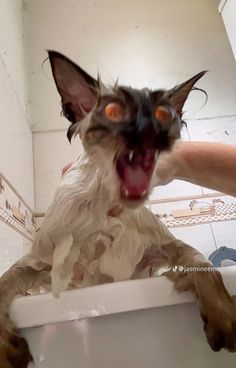 a cat with it's mouth open sitting on the edge of a bathtub