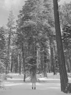 a person standing in the middle of a forest with snow on the ground and tall trees