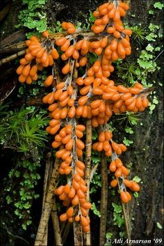 an orange plant growing on the side of a tree