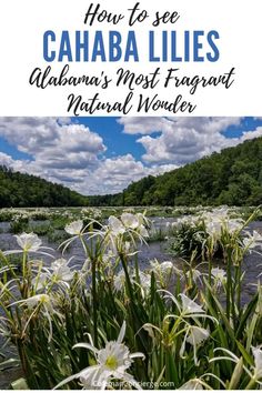 white flowers in the foreground with text overlay that reads how to see cahaba lils