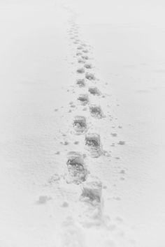 footprints in the snow leading to an animal's path that is covered with snow