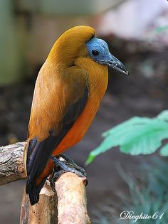 a colorful bird sitting on top of a tree branch