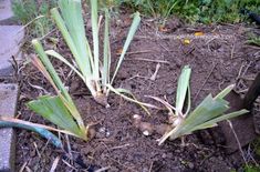 some plants are growing out of the soil in a garden bed with dirt and grass